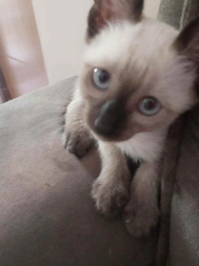 Gato raça SRD idade 2 a 6 meses nome Sem nome