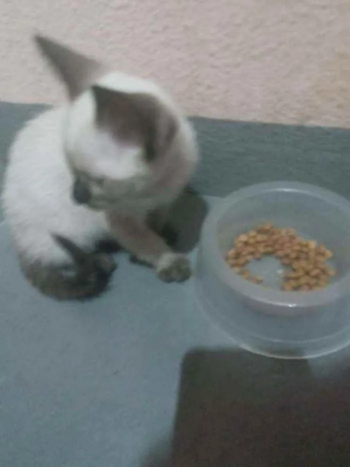 Gato raça SRD idade 2 a 6 meses nome Sem nome