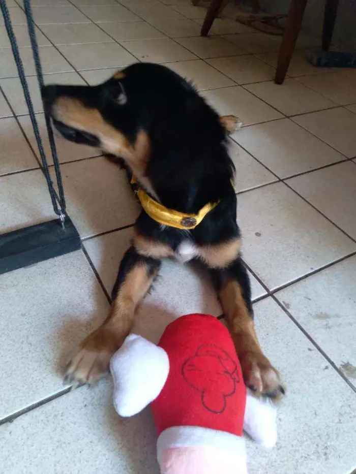 Cachorro ra a Dachshund arlequim idade 7 a 11 meses nome Spiky