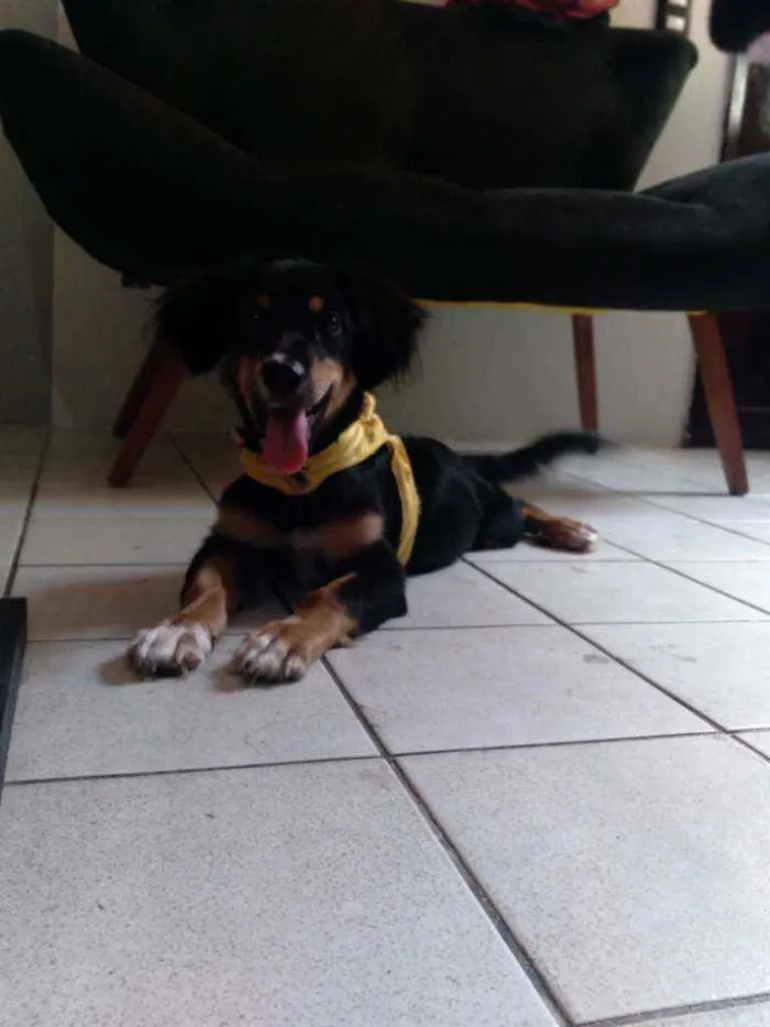 Cachorro ra a Dachshund arlequim idade 7 a 11 meses nome Spiky