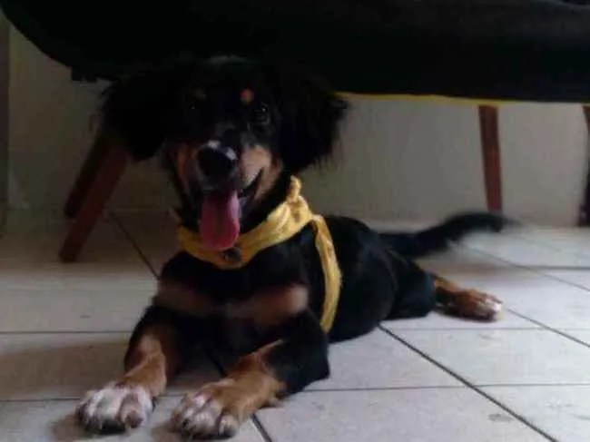 Cachorro ra a Dachshund arlequim idade 7 a 11 meses nome Spiky