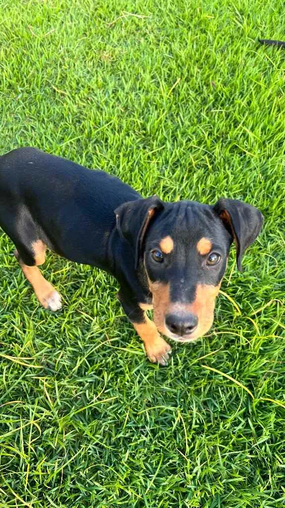 Cachorro ra a SRD idade 2 a 6 meses nome Zorro