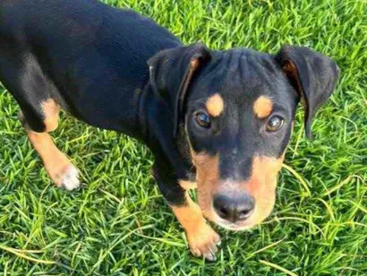 Cachorro raça SRD idade 2 a 6 meses nome Zorro