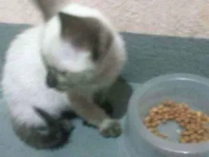 Gato raça SRD idade 2 a 6 meses nome Sem nome