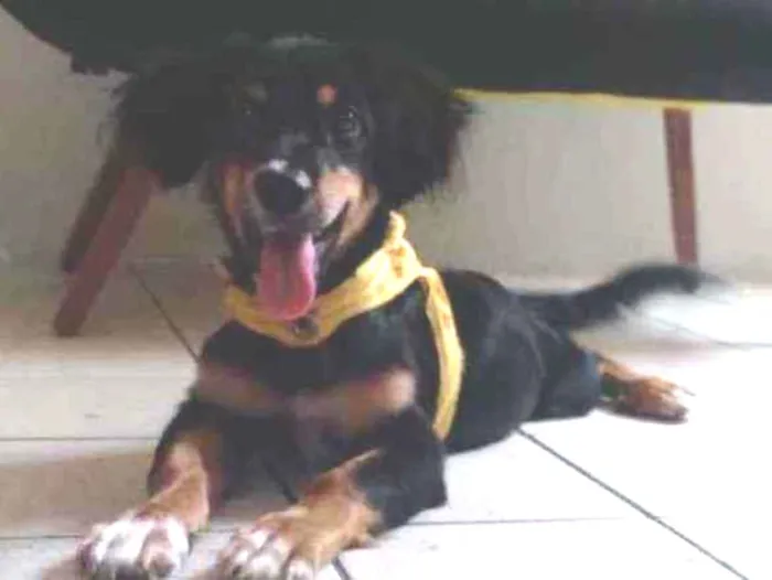 Cachorro ra a Dachshund arlequim idade 7 a 11 meses nome Spiky