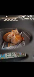 Simba e Guto