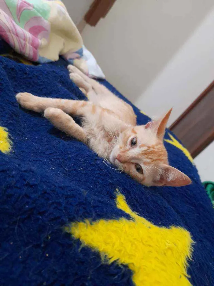 Gato ra a SRD idade 2 a 6 meses nome Simba e Guto