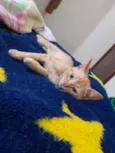 Simba e Guto