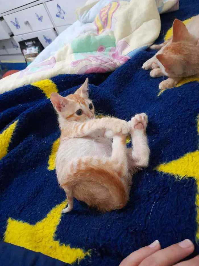 Gato ra a SRD idade 2 a 6 meses nome Simba e Guto