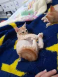 Simba e Guto