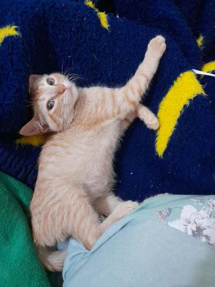 Gato ra a SRD idade 2 a 6 meses nome Simba e Guto