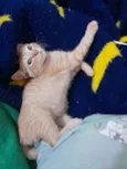 Simba e Guto