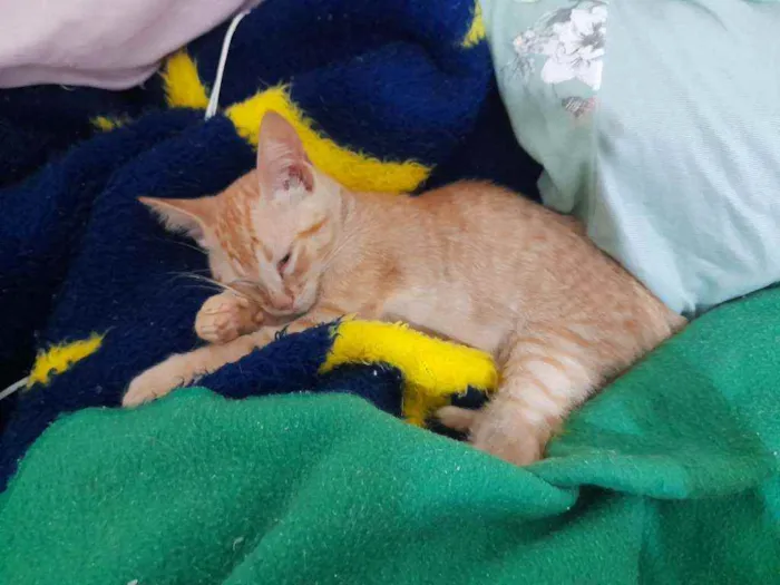 Gato ra a SRD idade 2 a 6 meses nome Simba e Guto