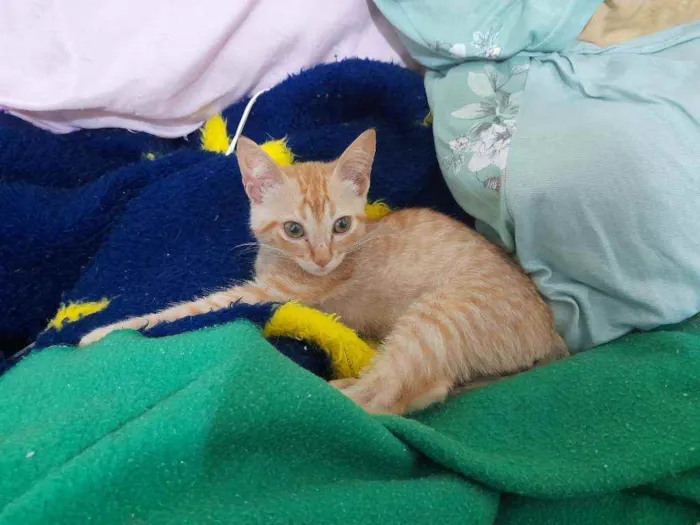 Gato ra a SRD idade 2 a 6 meses nome Simba e Guto