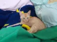 Simba e Guto