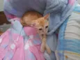 Simba e Guto