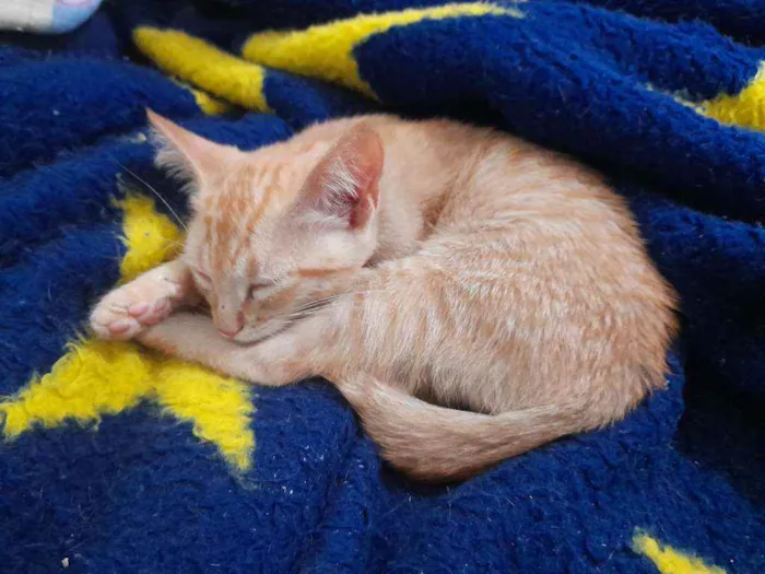Gato ra a SRD idade 2 a 6 meses nome Simba e Guto