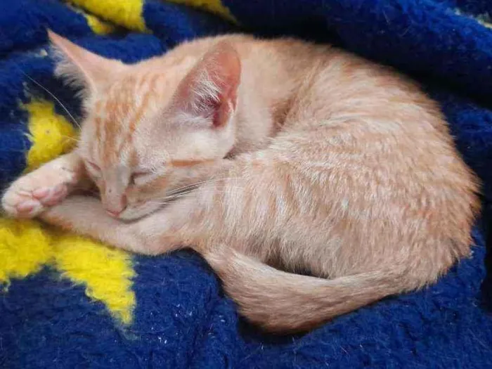 Gato ra a SRD idade 2 a 6 meses nome Simba e Guto