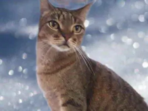 Gato raça Srd idade 1 ano nome Ruivo 