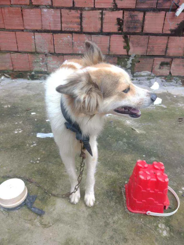 Cachorro raça  idade 2 anos nome Lobinho