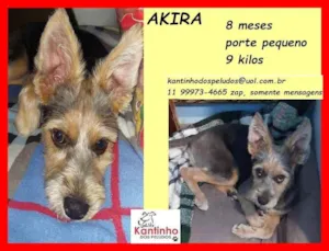 Cachorro raça SRD idade 7 a 11 meses nome Akira