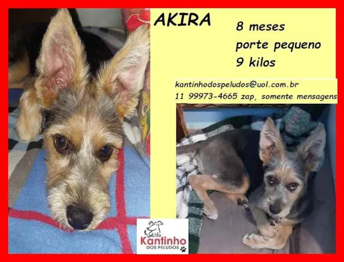 Cachorro raça SRD idade 7 a 11 meses nome Akira