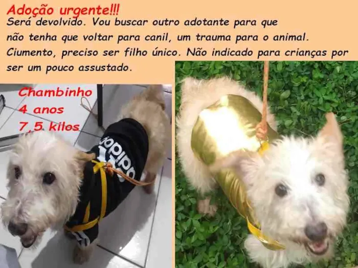 Cachorro raça SRD idade 4 anos nome Chambinho