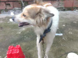 Cachorro raça  idade 2 anos nome Lobinho