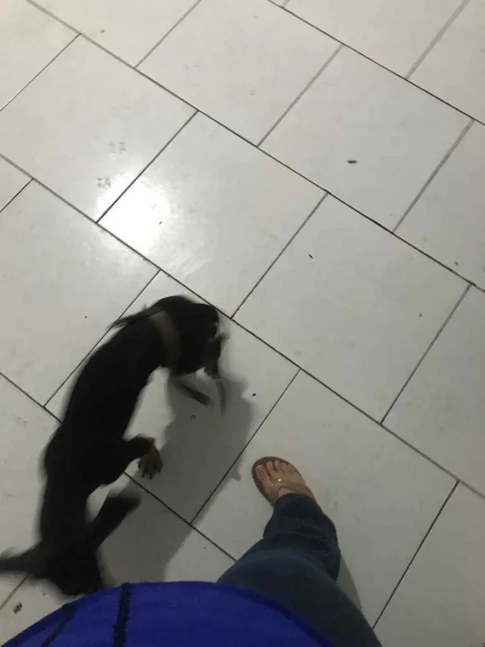 Cachorro ra a Sem raça definida idade 2 a 6 meses nome Fred