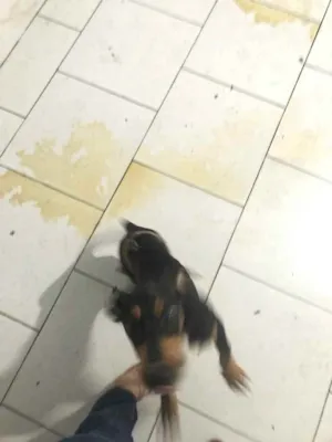 Cachorro raça Sem raça definida idade 2 a 6 meses nome Fred