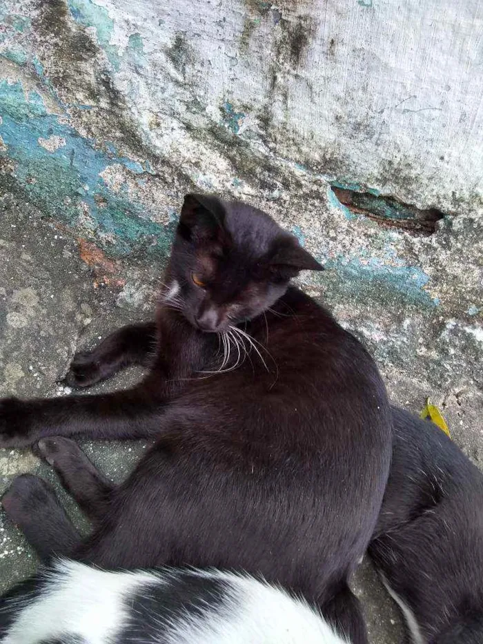 Gato ra a Mestiço idade 2 a 6 meses nome Bibi