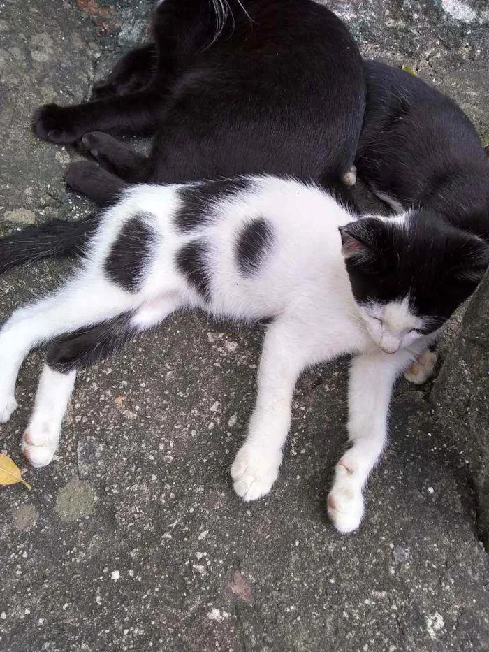 Gato ra a Mestiço idade 2 a 6 meses nome Bibi