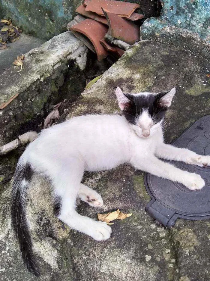 Gato ra a Mestiço idade 2 a 6 meses nome Bibi