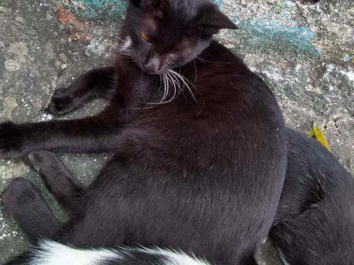 Gato ra a Mestiço idade 2 a 6 meses nome Bibi