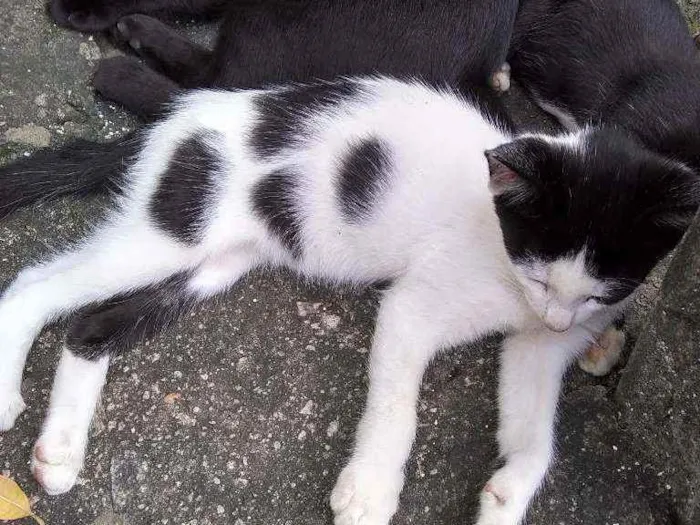 Gato ra a Mestiço idade 2 a 6 meses nome Bibi