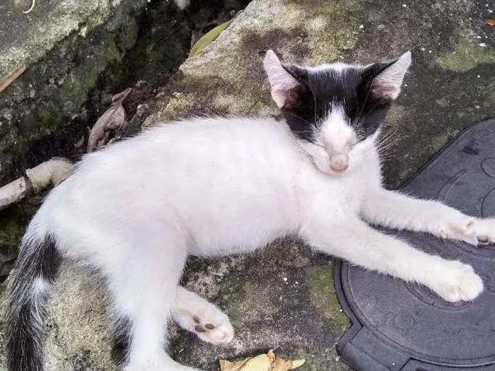 Gato ra a Mestiço idade 2 a 6 meses nome Bibi