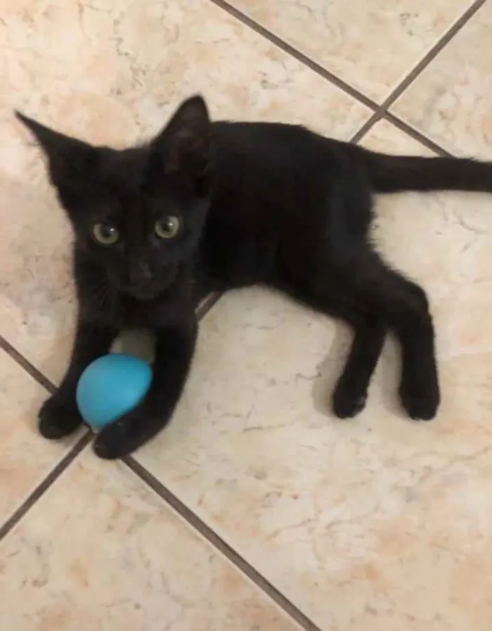 Gato ra a srd idade 2 a 6 meses nome ORION