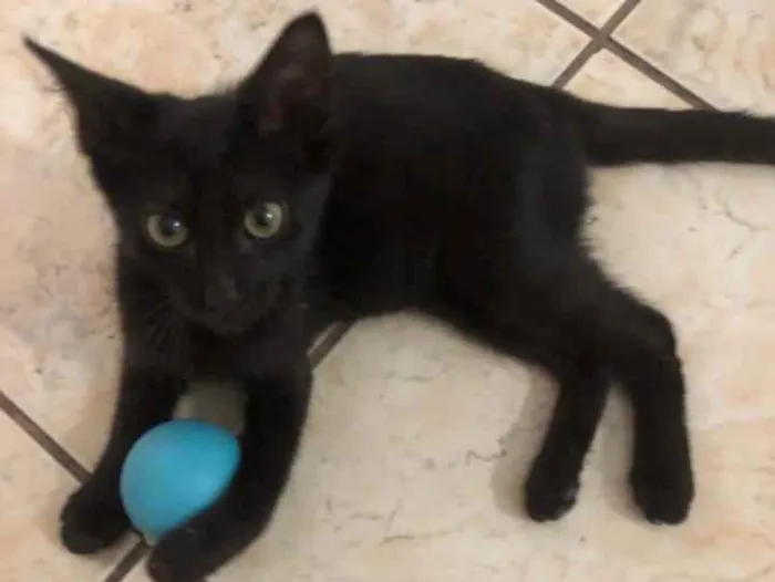 Gato ra a srd idade 2 a 6 meses nome ORION