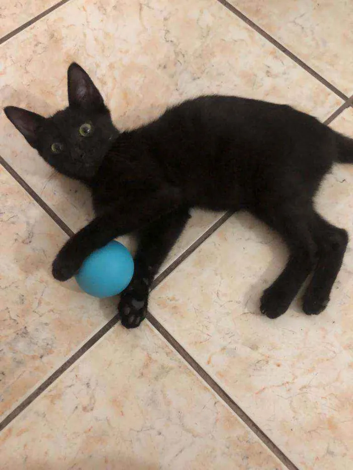 Gato ra a srd idade 2 a 6 meses nome ORION