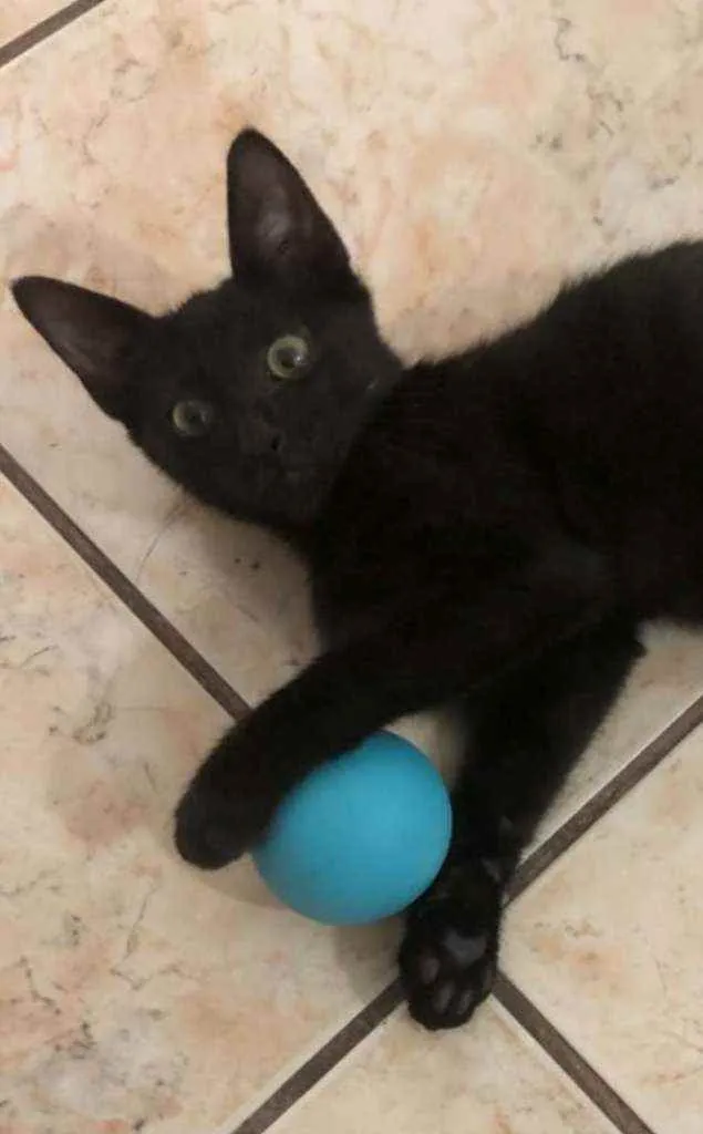 Gato ra a srd idade 2 a 6 meses nome ORION