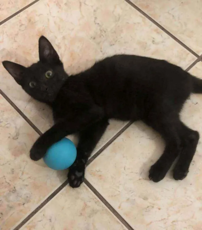 Gato ra a srd idade 2 a 6 meses nome ORION