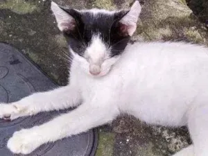 Gato raça Mestiço idade 2 a 6 meses nome Bibi