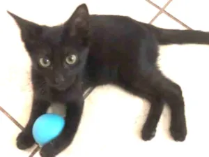 Gato raça srd idade 2 a 6 meses nome ORION