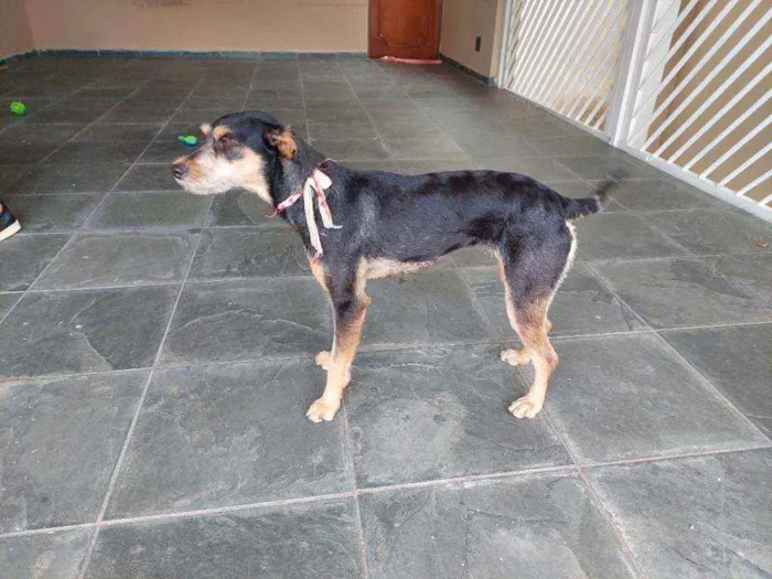 Cachorro ra a  idade 1 ano nome Não sei