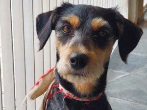 Cachorro raça  idade 1 ano nome Não sei