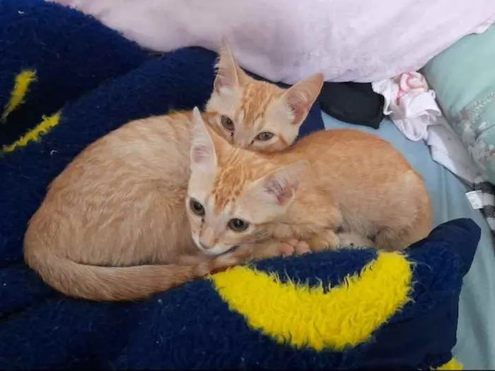 Gato ra a SRD idade 2 a 6 meses nome Simba e Guto
