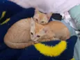 Simba e Guto