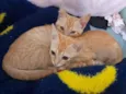 Simba e Guto