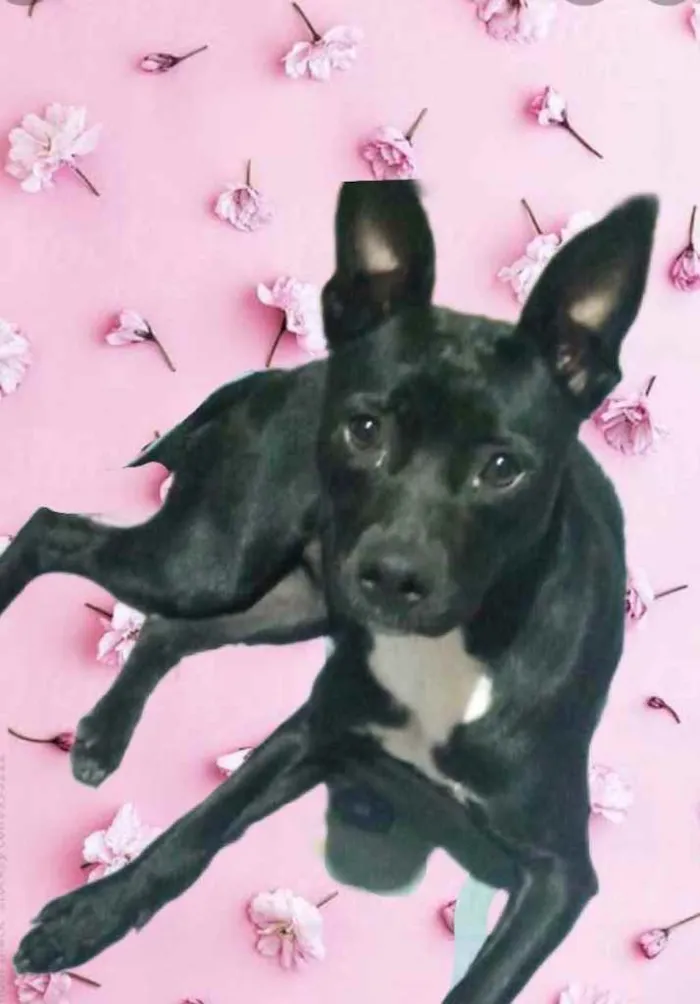 Cachorro raça Srd idade 7 a 11 meses nome Alina Linda 9 meses