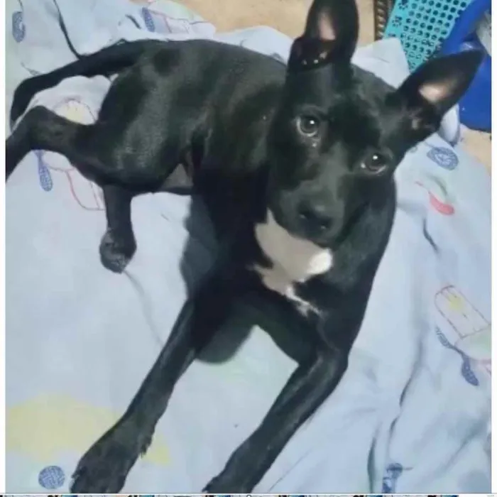Cachorro raça Srd idade 7 a 11 meses nome Alina Linda 9 meses